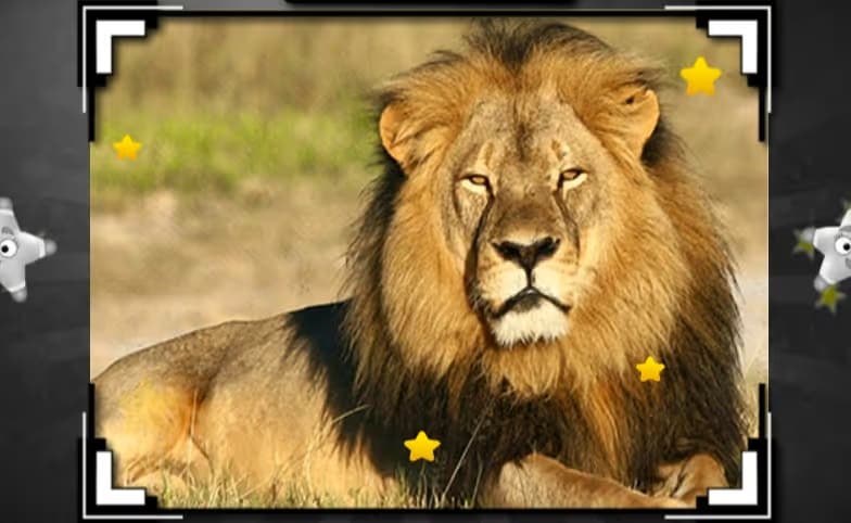 Animal Hidden Stars logo
