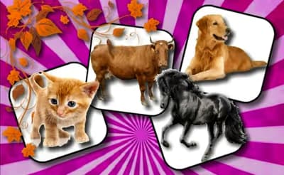 Domestic Animal Memory Challenge logo