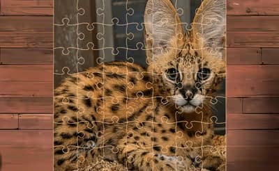 Exotic Cats Jigsaw Puzzles logo