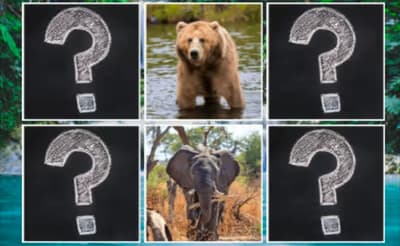 Memory Match Jungle Animals logo