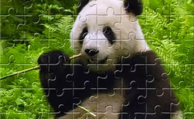 Pandas Puzzle logo
